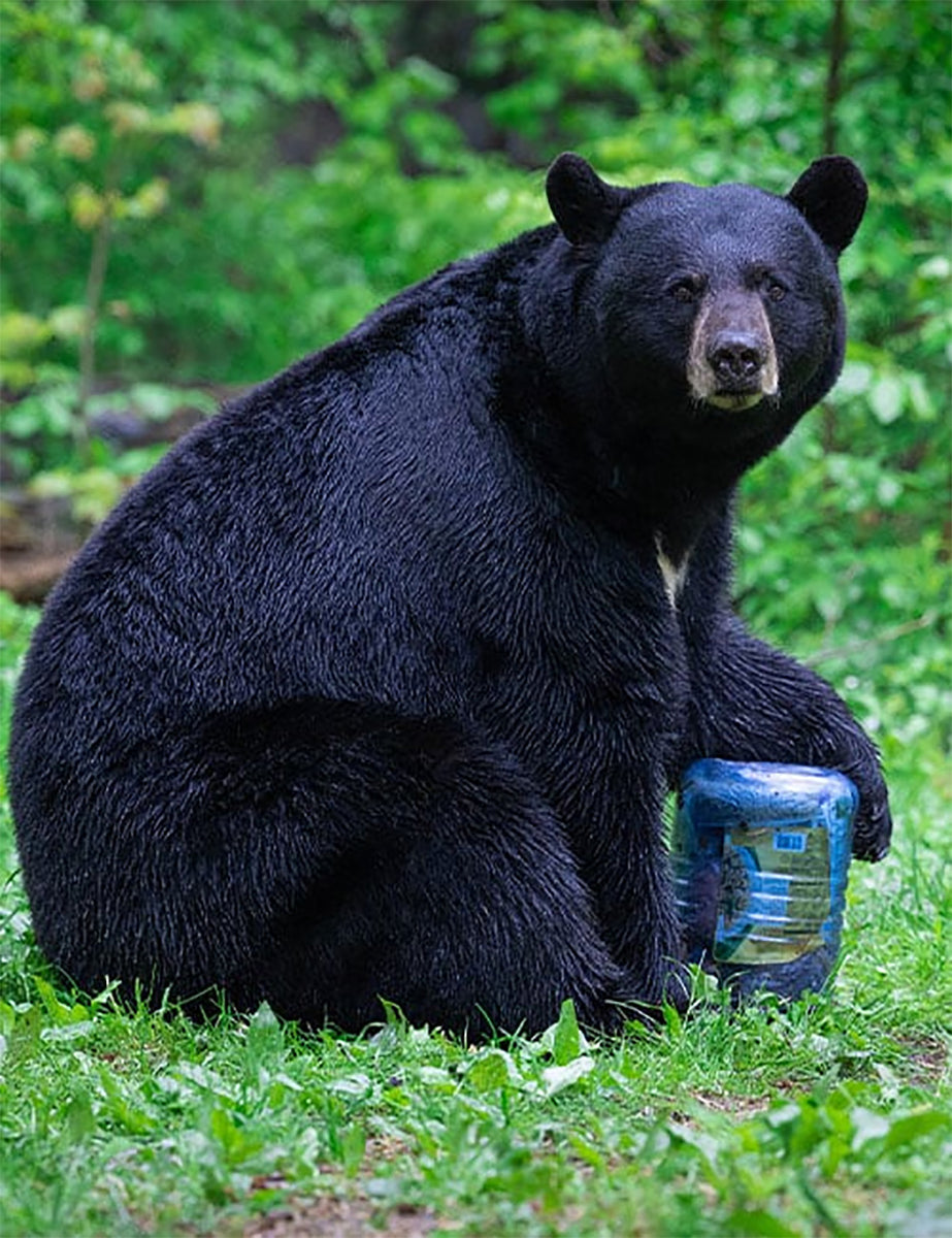 Bear Vault ベアボルト クマキャニスター クマ用キャニスター クマ保護 