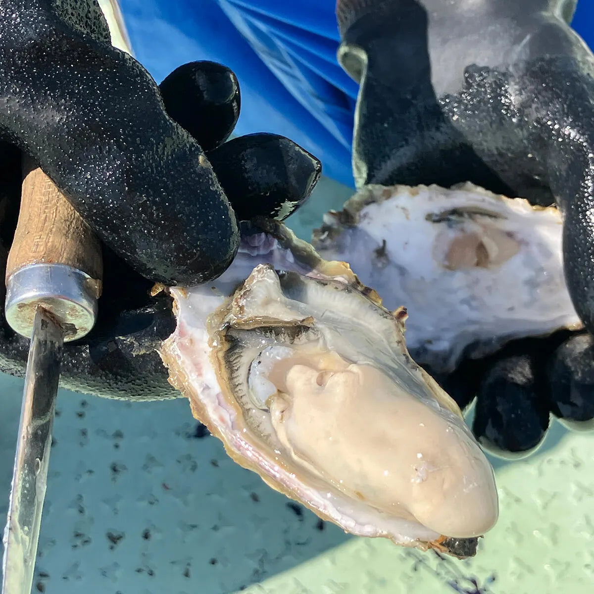 千葉産直サービス おくの牡蠣 岡山県邑久町産 牡蠣蒸し煮缶 150g 無添加牡蠣缶