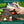 Cargar imagen en el visor de la galería, ビーバークラフト カーボンスチール ブッシュクラフトナイフ レザーシース付き ウォールナットハンドル Beaver Craft BSH5 Blued-Blade Bushcraft Knife
