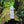 Charger l&#39;image dans la galerie, CNOC Outdoor Vesica 1L Water Bottle 28mm CN-1VG クノックアウトドア ヴェシカ1L ウォーターボトル パープル グリーン 軽量 折りたたみ
