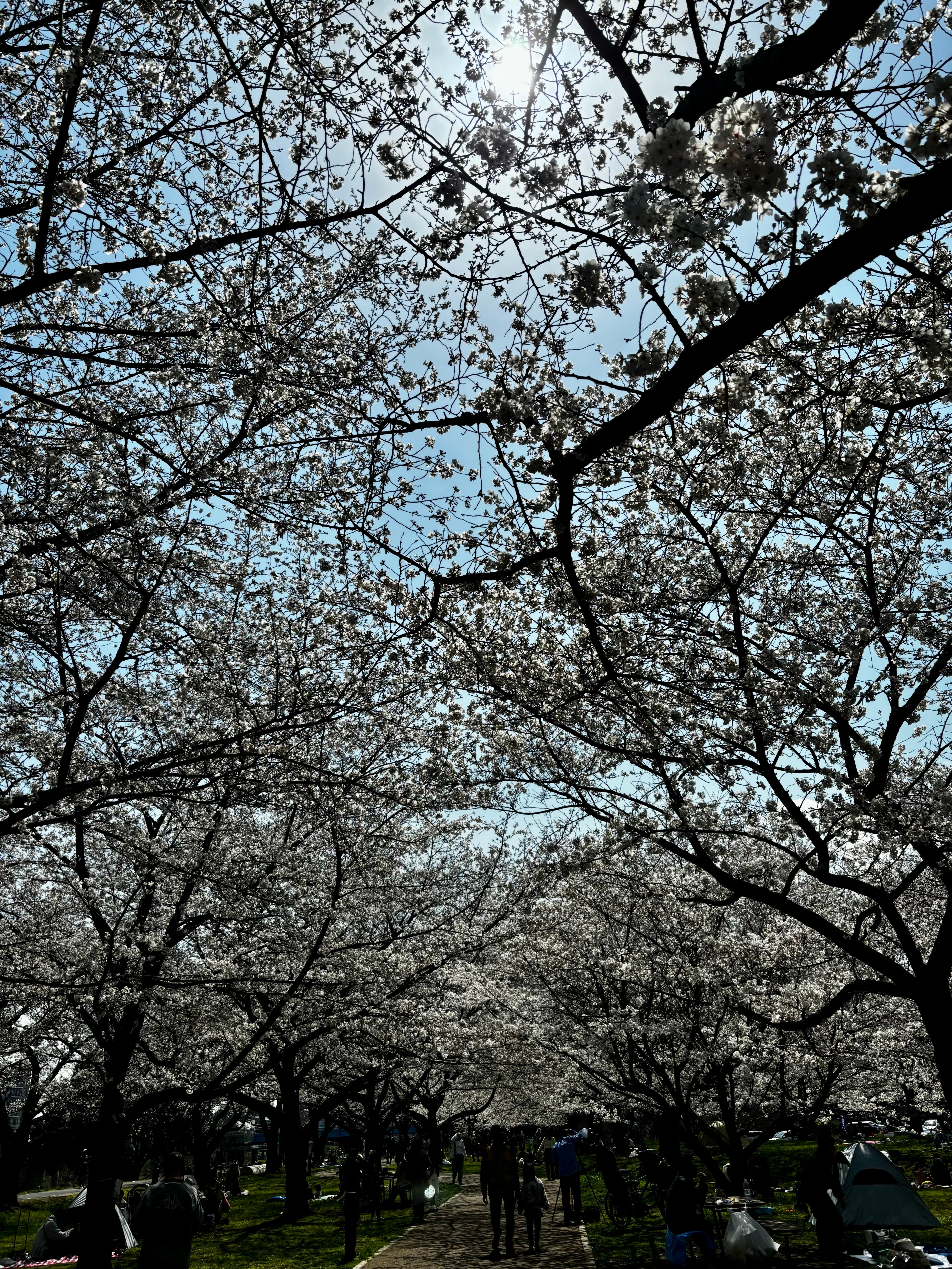 アウトドアライフを楽しもう！｜ディントコヨーテ | キャンプ用品