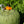 Load image into Gallery viewer, BUSHMEN Travel Gear ULTRALIGHT Hammock green dark olive ブッシュメントラベルギア ウルトラライト ハンモック グリーン ダークオリーブ
