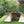 Load image into Gallery viewer, プレイドゥ 2ルームロッジ型テント 5-6人用 TCテント コットンキャンバス ビンテージテント 家型テント 大型テント PlayDo 2 Room Cotton Canvas Tent
