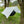 Cargar imagen en el visor de la galería, ブッシュクラフト ウルトラライト ハンモック タープ アウトドア キャンプ Bush Craft Ultra Light Hammock Tarp
